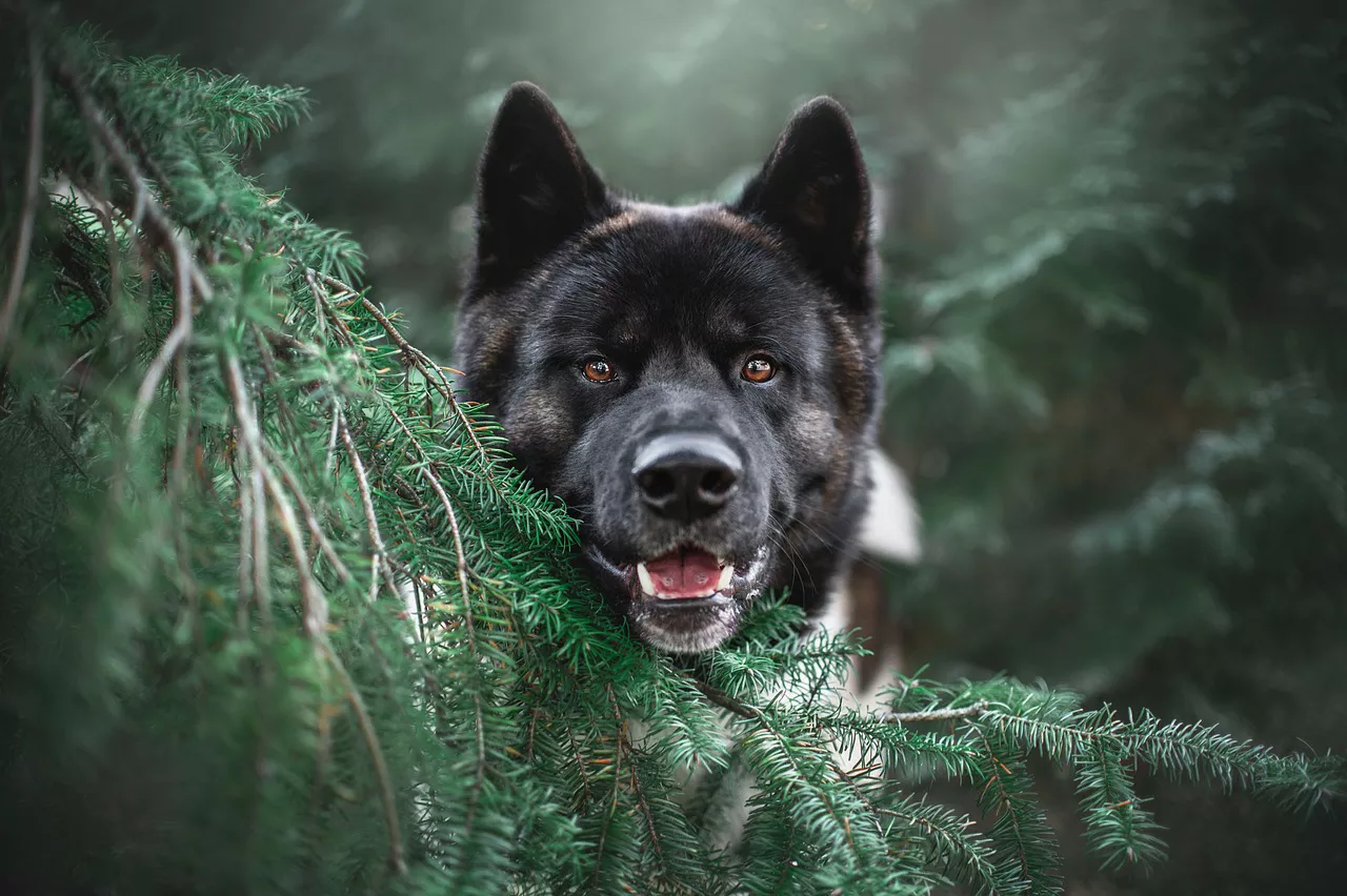 black dog looking through branches of a tree