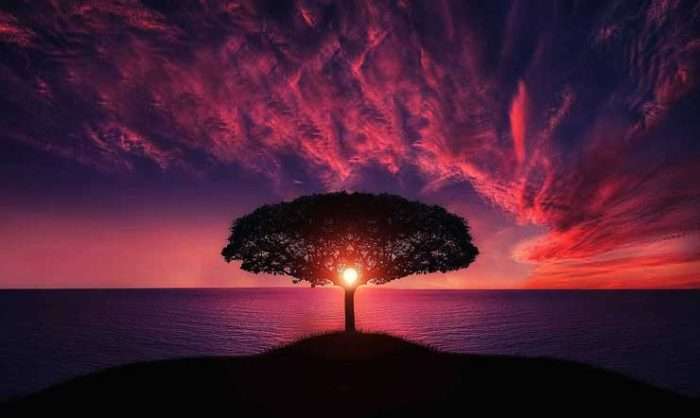 lone tree in a coastal sunset