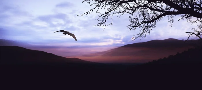 Bird flying free against mountain background