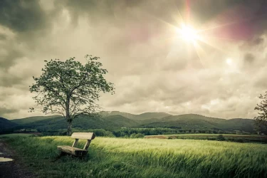 Open wide countrside space with lone tree and bench