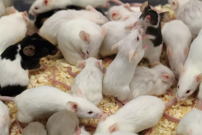 Collection of mice on a sawdust floor